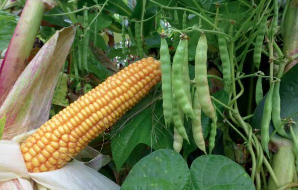 Mischanbau von Mais und Stangenbohne