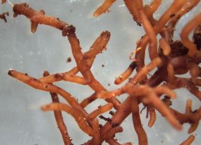 Mykorrhiza