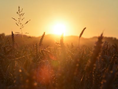 Weizenähren vor untergehender Sonne