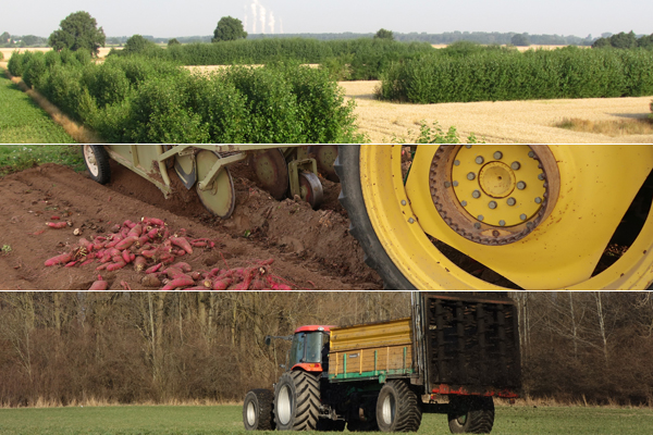 Collage mit Agroforst, Süßkartoffeln und Dungstreuer